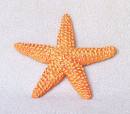 The starfish which is the symbol of Faith Ministry The starfish which is the symbol of Faith Ministry