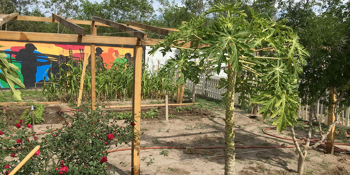 The garden looking great in Naranjito
